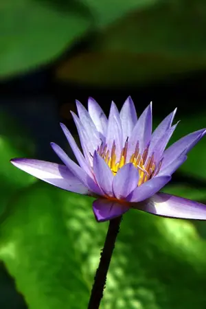 ปกนิยาย หยางลี่มีรัก