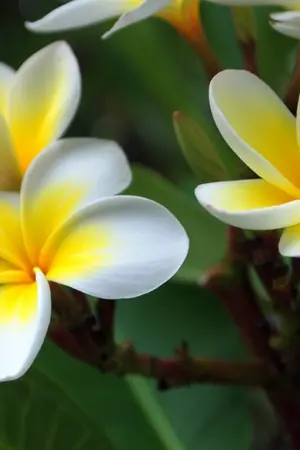 ปกนิยาย ลั่นทม (Lantom)