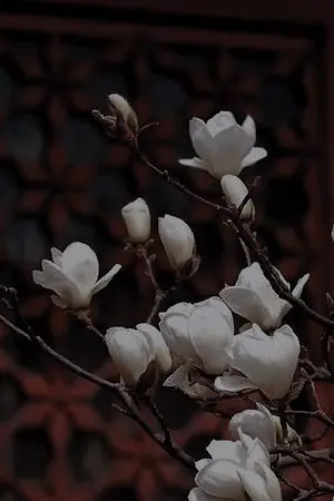 ปกนิยาย [Naruto].เกิดใหม่เพื่อภาระกิจจำเป็น.(รีไรต์)