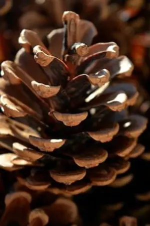 ปกนิยาย สามียากูซ่า