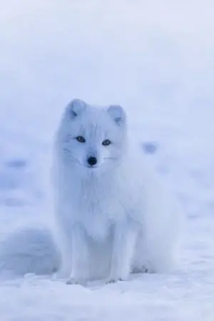 ปกนิยาย doupoฉันเป็นโนบิตะจิ้งจอกสีขาวปีศาจ