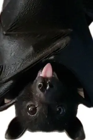 ปกนิยาย [TOMA] แม่เx็ด! ได้ร่างใหม่ทั้งที ทำไมต้องเป็นค้างคาวสัตว์เลี้ยงของพระเอก!