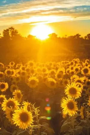 ปกนิยาย 🌻MHA | ยามทานตะวันแหงนมอง...