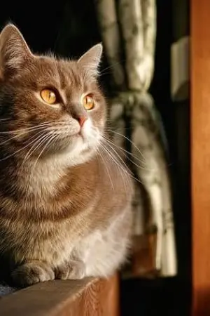 ปกนิยาย [BLUE LOCK] ALYSON