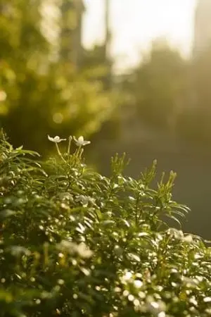 ปกนิยาย [Tensei shitara Slime Datta Ken]The Crystal Oat