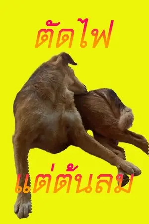 ปกนิยาย ตัดไฟแต่ต้นลม