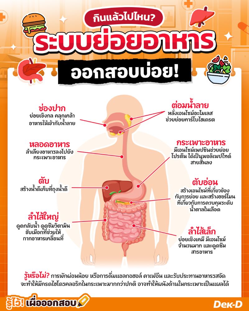 กินแล้วไปไหน?  ระบบย่อยอาหาร  ออกสอบบ่อย!