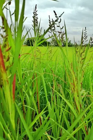 ปกนิยาย ทะลุมิติไปเป็นคุณอาตัวน้อยยุคจีนโบราณ