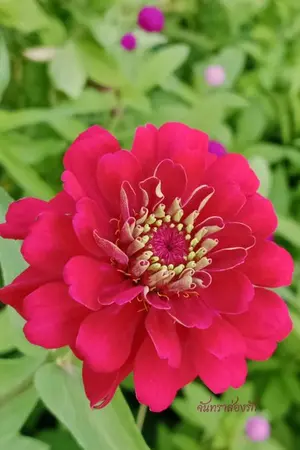 ปกนิยาย หลังจากถูกถอนหมั้นเขาผู้นั้นเป็นของข้าแล้ว