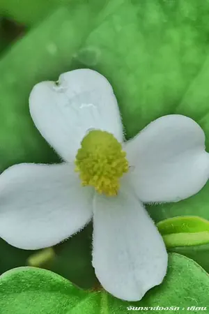 ปกนิยาย เทพพฤกษากลับชาติมาเกิดเป็นเกอในภพมนุษย์ยุคโบราณ