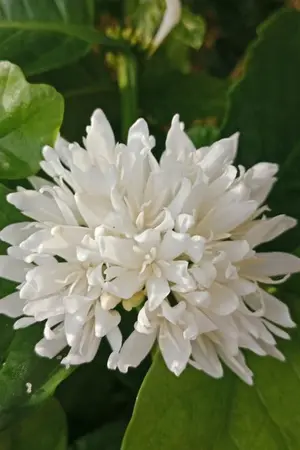 ปกนิยาย เกิดใหม่มาเป็นเมิ่งซีน้อยในยุคแปลกของจีนโบราณ