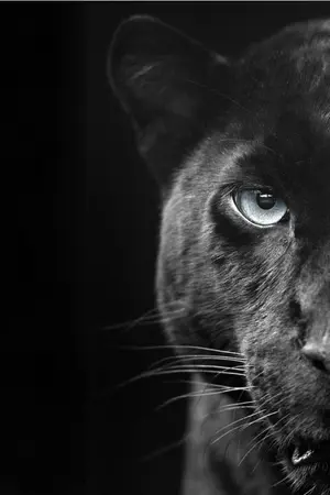 ปกนิยาย ล่าพยัคฆ์