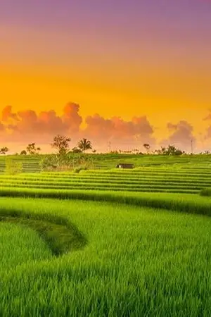 ปกนิยาย หลินจูภรรยาที่เก่งกาจในยุค 70