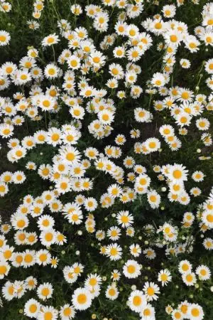 ปกนิยาย [Fic Black Clover] เพลิงฝัน