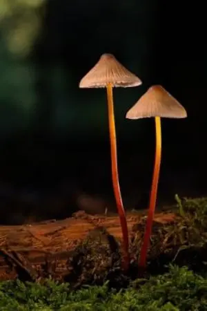 ปกนิยาย ชีวิตของเด็กหญิงนิรนาม