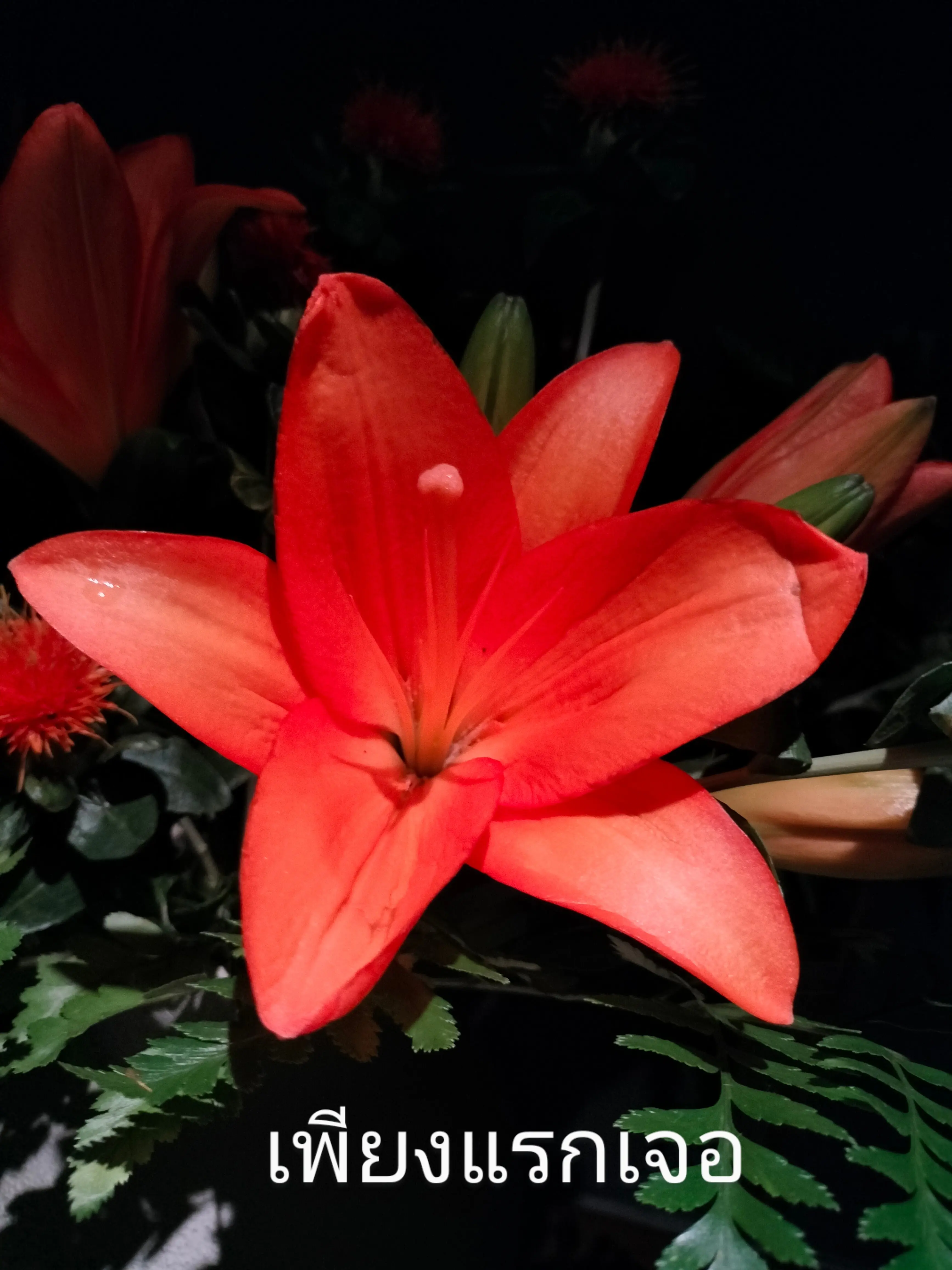 ปกนิยาย เพียงแรกเจอ