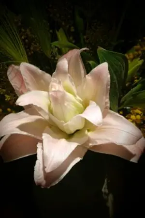 ปกนิยาย ก่อนหัวใจ จะโรยรา