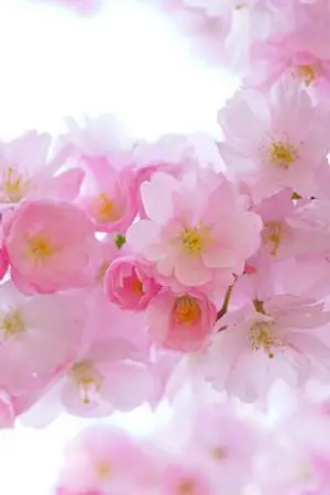 ปกนิยาย รสโอชาแห่งตำหนักหนิงเหวิน