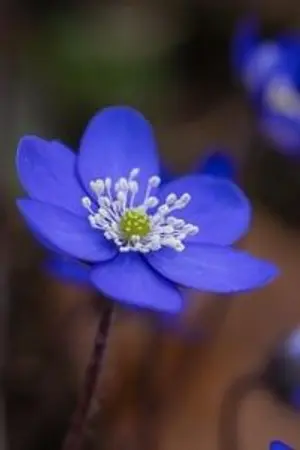 ปกนิยาย ตัวประกอบนามว่าจันทร์​เจ้า