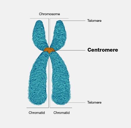 รูปภาพจาก NIH 