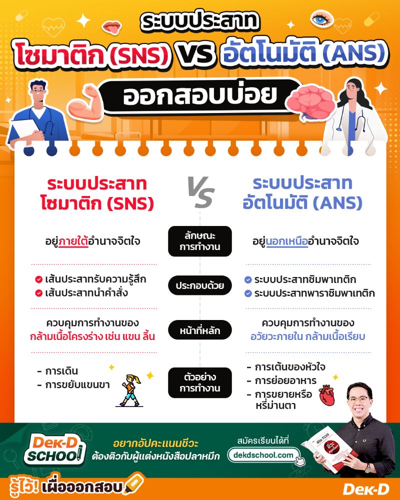 ระบบประสาทโซมาติก (SNS) vs อัตโนมัติ (ANS) ออกสอบบ่อย!