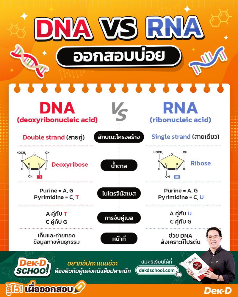 DNA กับ RNA ต่างกันอย่างไร? 