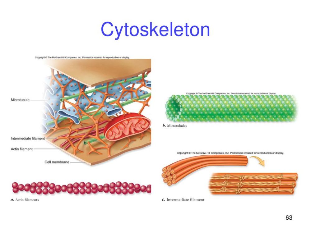 โครงสร้างไซโทสเกเลตอน