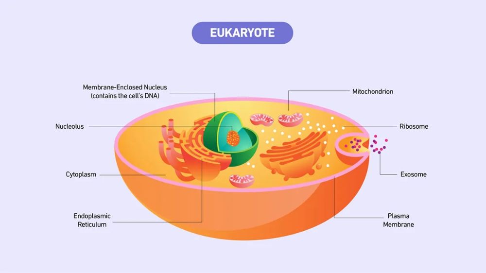 โครงสร้าง Eukaryotic cell
