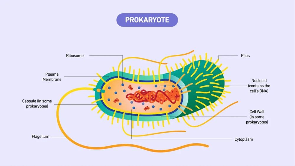 โครงสร้าง Prokaryotic cell
