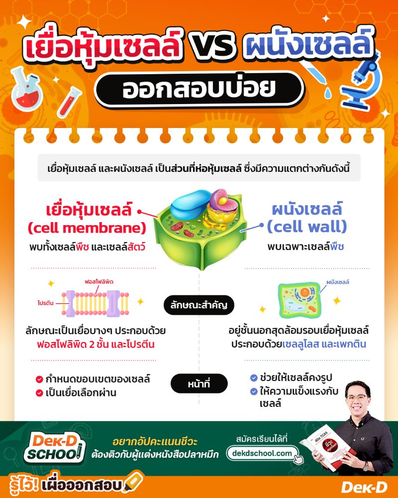 เยื่อหุ้มเซลล์ vs ผนังเซลล์  ต่างกันอย่างไร? 