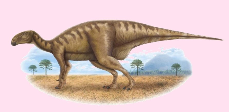 ราชสีมาซอรัส สุรนารีเอ (Ratchasimasaurus suranareae)