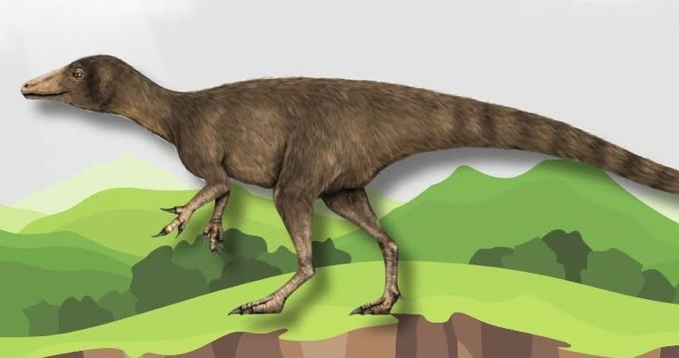  วายุแรปเตอร์ หนองบัวลำภูเอนซิส (Vayuraptor nongbualamphuens) 