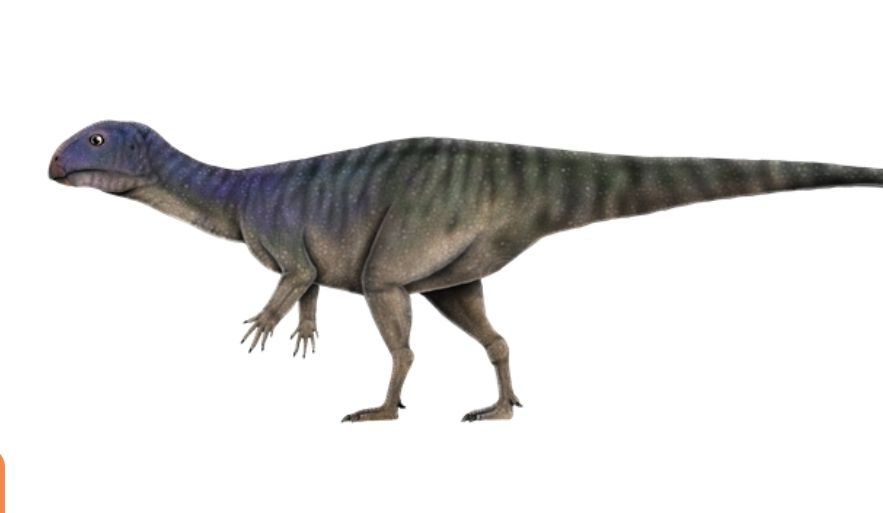 มินิโมเคอร์เซอร์ ภูน้อยเอนซิส (Minimocursor phunoiensis)