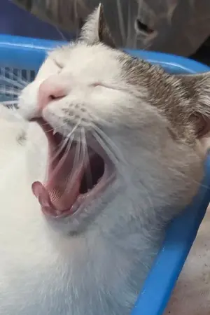 ปกนิยาย ข้าแค่อยากโยนลูก ไม่ได้อยากได้สามีเป็นจอมมาร