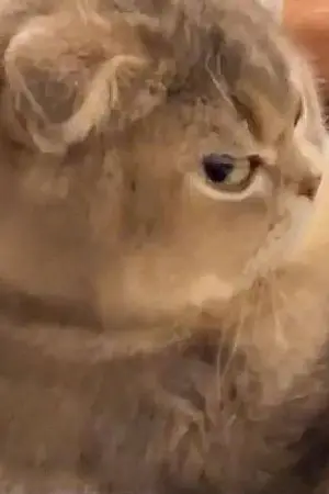 ปกนิยาย ลูกฉันเป็นคนดี!! ไม่รับฟังความเห็นต่างย่ะ!!