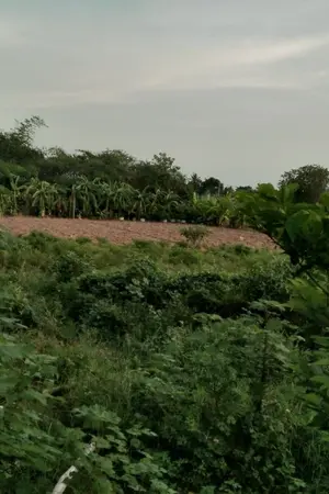 ปกนิยาย ย้อนเวลากลับมาจากความฝัน