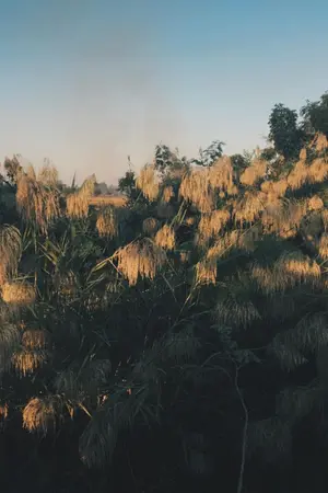 ปกนิยาย ภูมิแพ้ผีเสื้อ