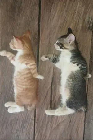 ปกนิยาย [crossover] แก็งคนแปลก(ที่ไม่แปลก????)