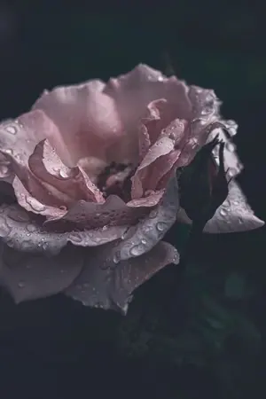 ปกนิยาย หนึ่งใน(ใจ)วาริท