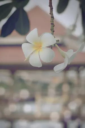 ปกนิยาย นิยายชุดเสน่หาหิมวันต์