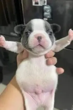 ปกนิยาย เมื่อผมมีระบบ Project Baki แต่ดันอยู่ในจักรวาล Project Moon