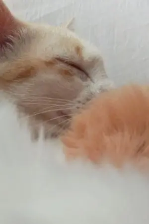 ปกนิยาย เกิดใหม่ครั้งนี้ ผมเป็นที่รักของเหล่าสัตว์