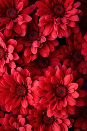 ปกนิยาย ย้อนเวลามาสร้างครอบครัว