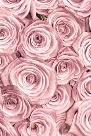 ปกนิยาย ย้อนเวลามาเป็นพี่สะใภ้ตัวร้ายสุดท้ายต้องมาดูแลนางเอก  (1979)