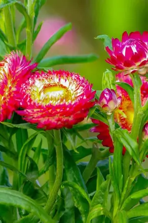 ปกนิยาย เกิดใหม่มาช่วยตามหารักแท้ให้พี่ชาย  (80)