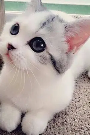 ปกนิยาย แมวของอลาสเตอร์