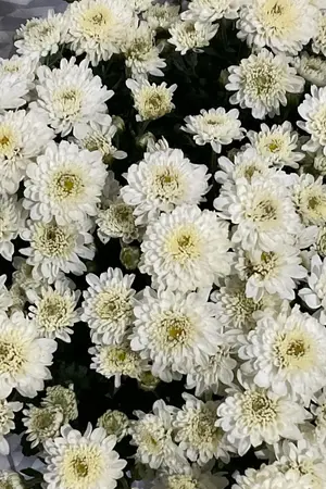 ปกนิยาย ฤดูใบไม้