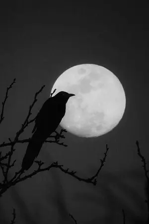 ปกนิยาย ระบบพันธสัญญารัตติกาล