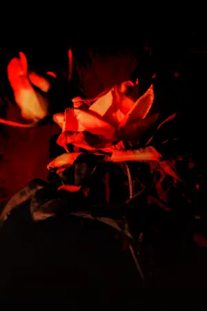 ปกนิยาย ฝืนชะตาปักธงตายของนางร้ายลาสบอส | Defying Fate: The Death-Flagged Villainess