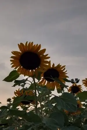 ปกนิยาย เพื่อนครับช่วยรับรักกูหน่อย